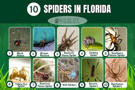 10 Common Spiders In Florida With Pictures Wildlife Informer