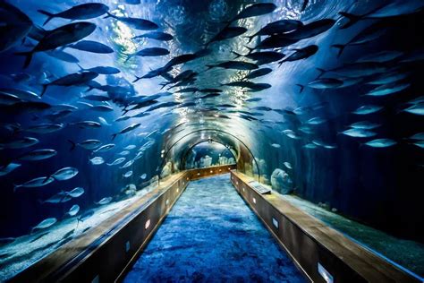10 Largest Aquariums In The World Aquadecor Llc