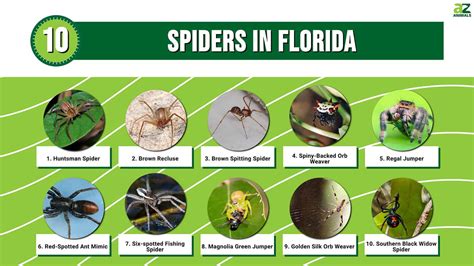 10 Spiders In Florida A Z Animals