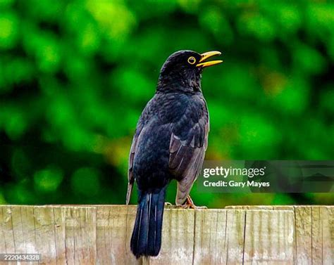 131 Thousand Black Bird With Yellow Beak Royalty Free Images Stock Photos Pictures Shutterstock