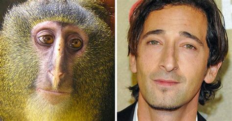 18 Animals Who Look Exactly Like Celebrities Bright Side 18 Animals Who Look Exactly Like Celebrities Bright Side