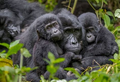 2 Week Rwanda Adventure Gorillas Safari Culture 2 Week Rwanda Adventure Gorillas Safari Culture