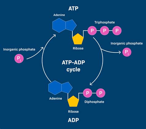21 4 The Atp Cycle College Biology I