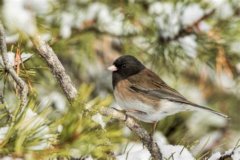 26 Birds That Spend Their Winters In Kentucky A Z Animals
