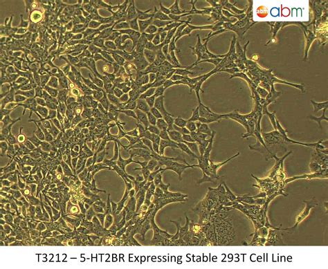 Master 293T Cell Stable Cell Today