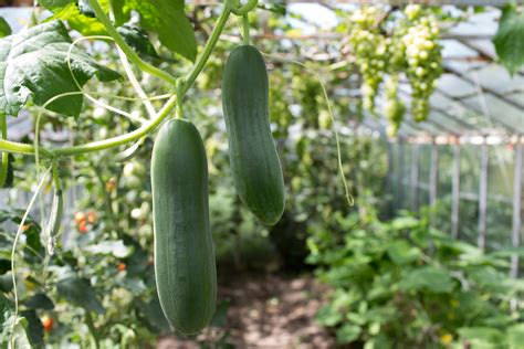 30 Second Guide To Growing Cucumbers Hillsborough Homesteading 30 Second Guide To Growing Cucumbers Hillsborough Homesteading