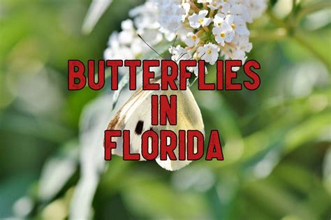 33 Common Butterflies In Florida Pictures And Identification
