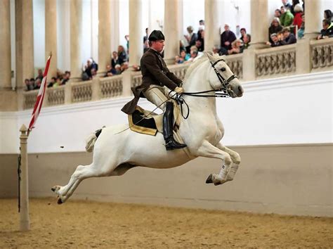 6 Terrific Ways To See The Lipizzaner Stallions Of Vienna In Real Life