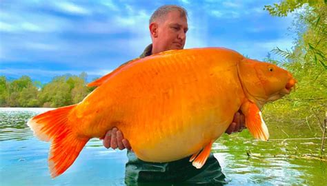 67 Pound Heavy Giant Goldfish Caught In France