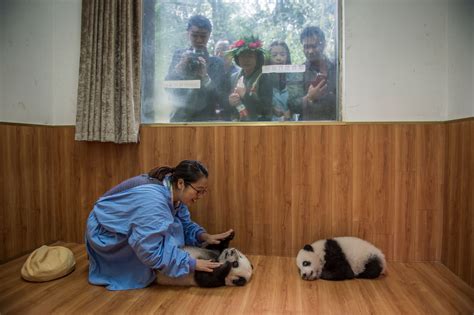 A Behind The Scenes Look At Photographing Pandas National Geographic