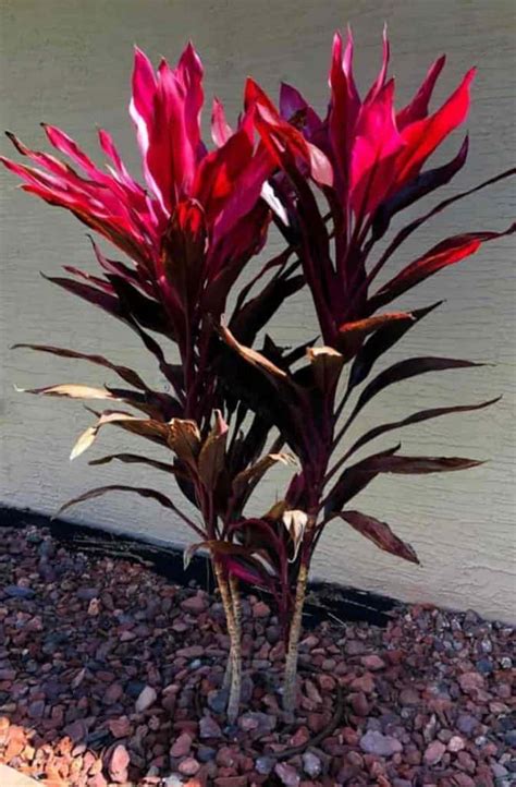 A Comprehensive Guide To Growing Cordyline Red Sister Plants