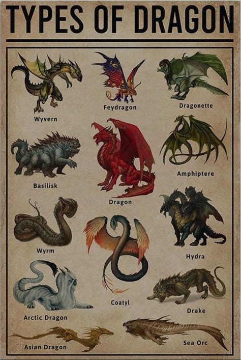A Cool Guide To Different Types Of Dragons R Coolguides