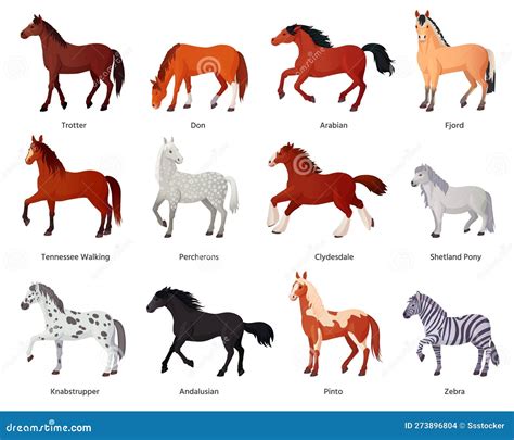 A To Z Horses
