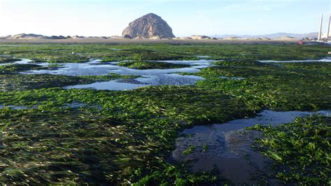 About Morro Bay Estuary
