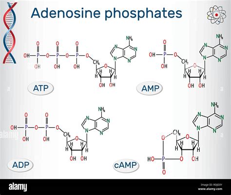 Adenosine Diphosphate