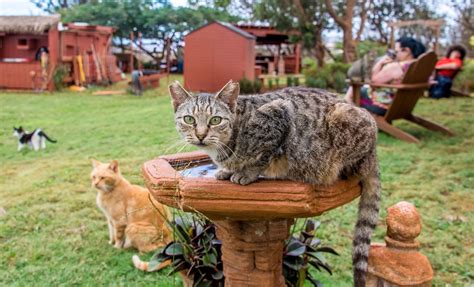 Adopt A Cat Lanai Cat Sanctuary Hawaii Islands