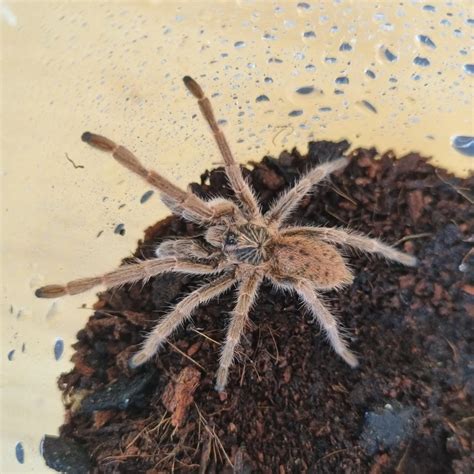 Adult Content Mozambique: Ethical Boundaries Explored