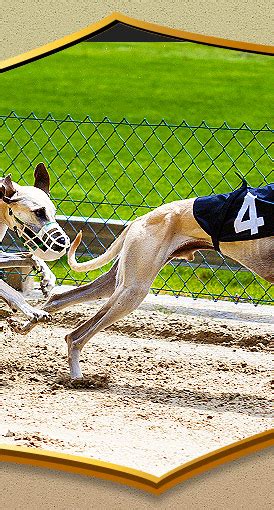 After 72 Years Live Dog Racing Ends At Tucson Greyhound Park