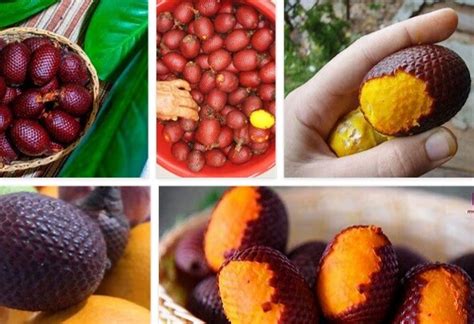 Aguaje Benefits The Miraculous Fruit Of The Amazon Rainforest Aguaje Benefits The Miraculous Fruit Of The Amazon Rainforest