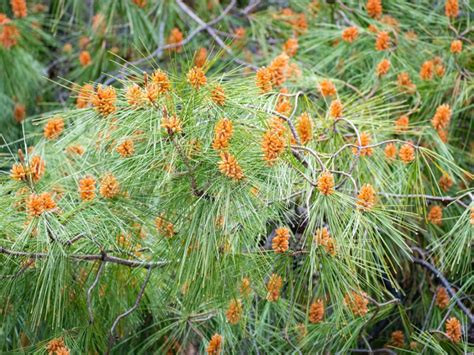 Aleppo Pine Tree Care Learn About Aleppo Pines In The Landscape Gardening Know How