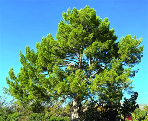 How to Grow and Care for Aleppo Pine Successfully