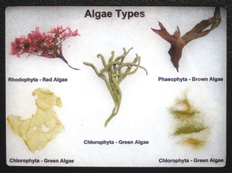 Mastering Algae Names In Food Labels
