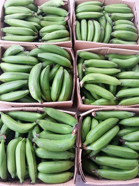 Amazon Com First Light S Original Fresh Green Organic Premium Grade A Matooke Banana Guineo Verde Watch Out For Other Knockoff Products Make Sure It Is Shipped By First Light Before Ordering The Fruit