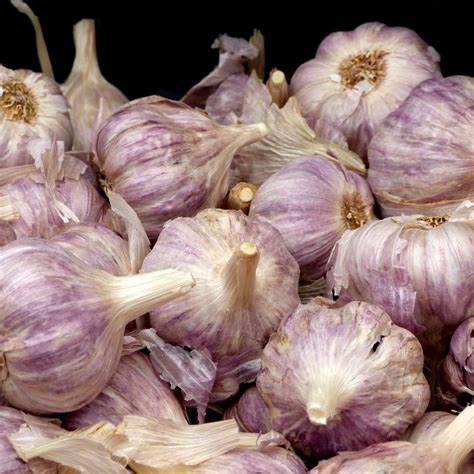 Amazon Com Hardneck Garlic Bulbs For Planting 4 Purple Italian