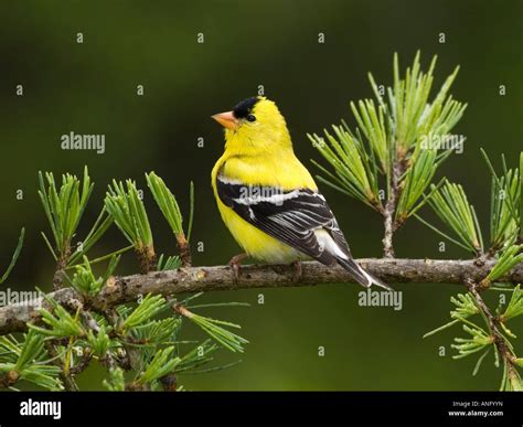American Goldfinch Carduelis tristis: Fascinating Facts for Bird Lovers