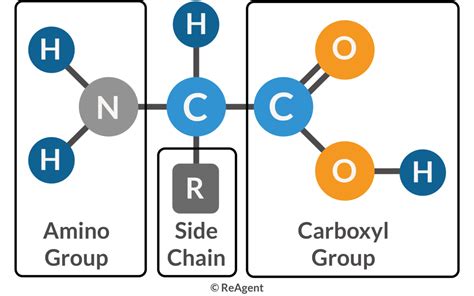 Amino Acid Definition Structure Facts Britannica
