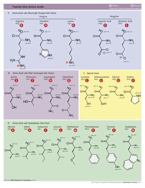 Amino Acid Wikipedia