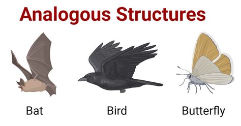 Analogous Structures Examples Explained Simply