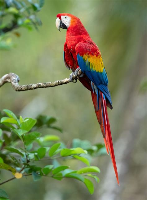 Animal Parrot Animal Parrot