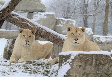 Animals In Winter African Lion Safari