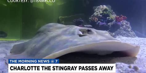 Aquarium Announces Passing Of Viral Stingray