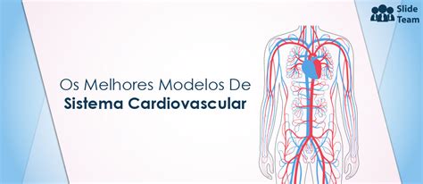 Assuntos Do Sistema Cardiovascular Os 8 Principais Modelos