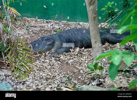 Atlanta Zoo Atlanta Georgia Stock Photo Alamy