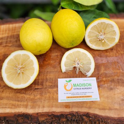 Baboon Lemon Trees For Sale Madisoncitrusnursery Com Madison Citrus Nursery