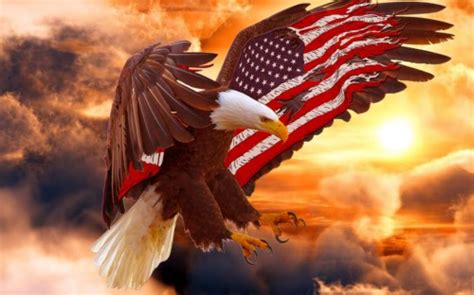 Bald Eagle Wallpaper American Flag Bald Eagle 113443 Hd Bald Eagle Wallpaper American Flag Bald Eagle 113443 Hd