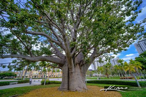 Baobab Tree Hollywood Florida Hdr Photography By Captain Kimo