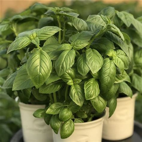 Basil Seeds Basil Prospera Active Aya Herb Seeds Buy Bulk Seeds