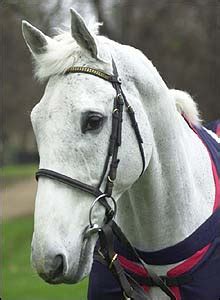 Bbc Sport Other Sport Horse Racing Obituary Desert Orchid Bbc Sport Other Sport Horse Racing Obituary Desert Orchid