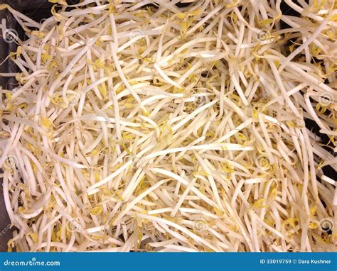 Bean Sprouts Stock Image Image Of Abstract Sprout Eating 33019759