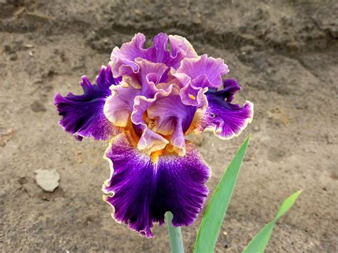 Bearded Iris Plant
