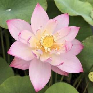 Best Lotus Plants For Sale Shop Today With Chalily