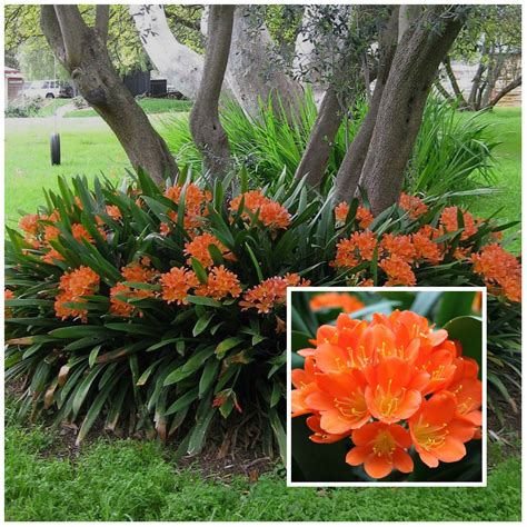 Best Plants For Full Shade In Florida At Walter Webb Blog