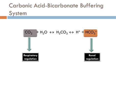 Bicarbonate Buffer System: Nature's pH Secret