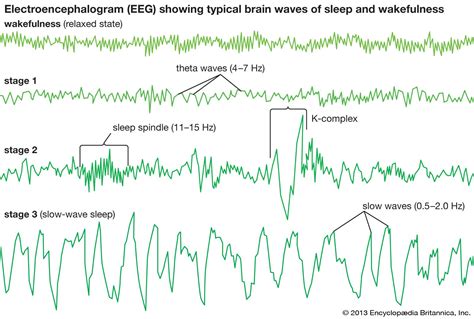 Whispers Of Biochemical Changes During Nrem Sleep Revealed