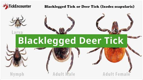 Black Legged Tick Guide Identification Diseases Habitat Insect Shield
