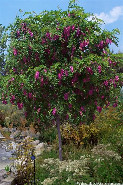Black Locust Tree Purple Robe Black Locust Tree Purple Robe